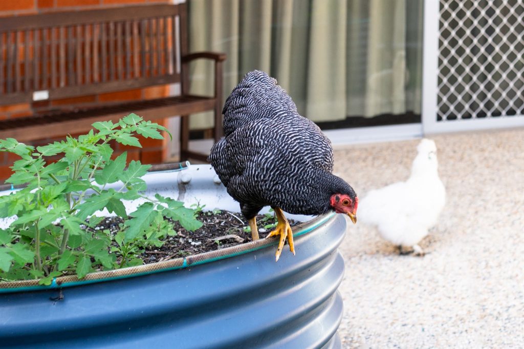 Chickens beside a raised vegetable garden bed